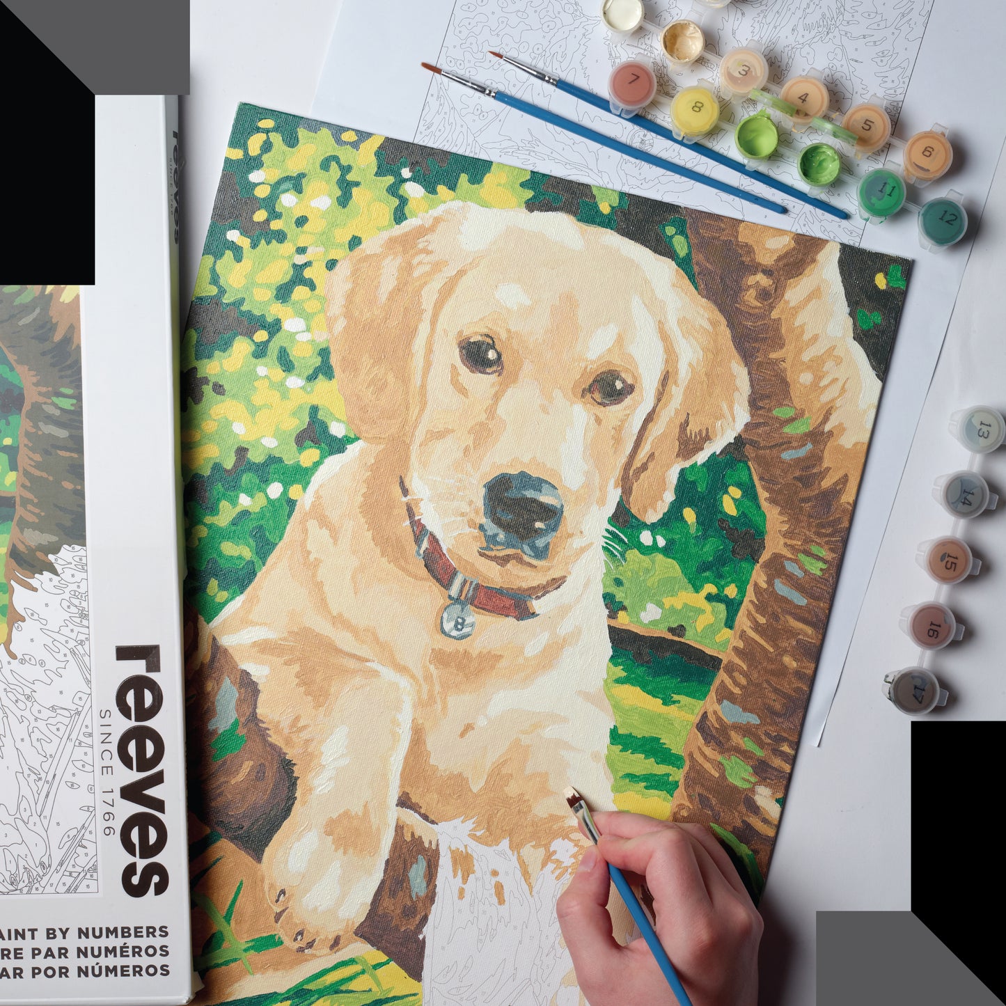 Paint by Numbers for Adults - Labrador Dog